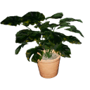 Potted plant