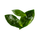 Coca leaves