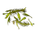 Palm leaves