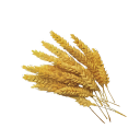 Ergot rye