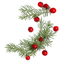 Yew tree branch