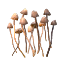 Psilocybin mushrooms (clean)
