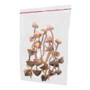 Shrooms
